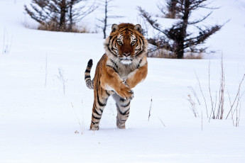 Картинка животные тигры снег хищник прыжок