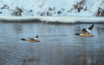 Картинка животные утки вода снег птицы полет