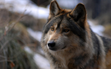 Картинка животные волки волк