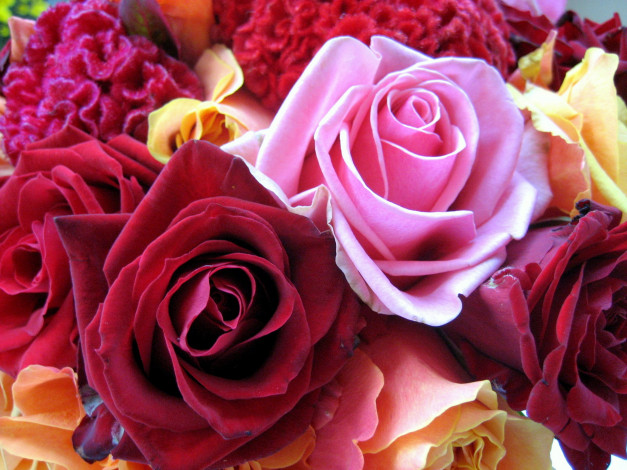 Обои картинки фото цветы, розы, боррдовый, розовый