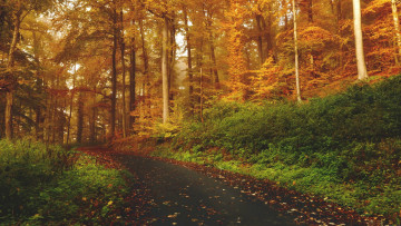 Картинка природа лес деревья дорожка осень