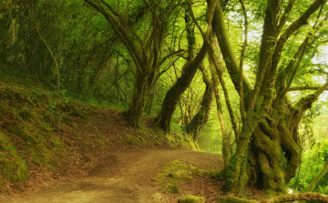 Картинка природа дороги сальнес галисия испания лес деревья дорога