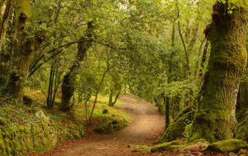 Картинка природа дороги сальнес галисия испания лес деревья дорога