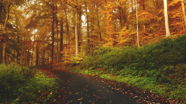 Обои картинки фото природа, лес, деревья, дорожка, осень