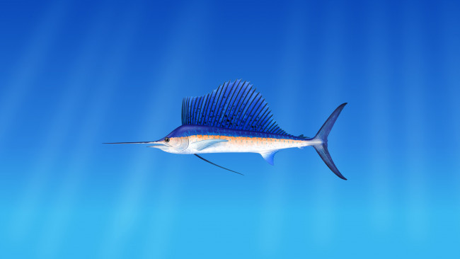 Обои картинки фото рисованное, животные,  рыбы, морская, рыба, марлин, на, голубом, фоне
