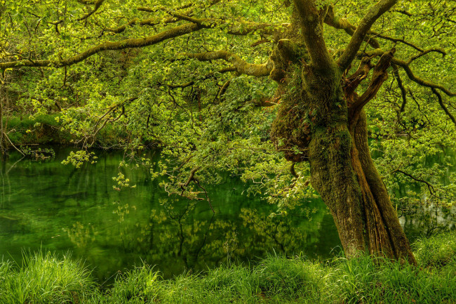 Обои картинки фото природа, лес, дерево, водоём