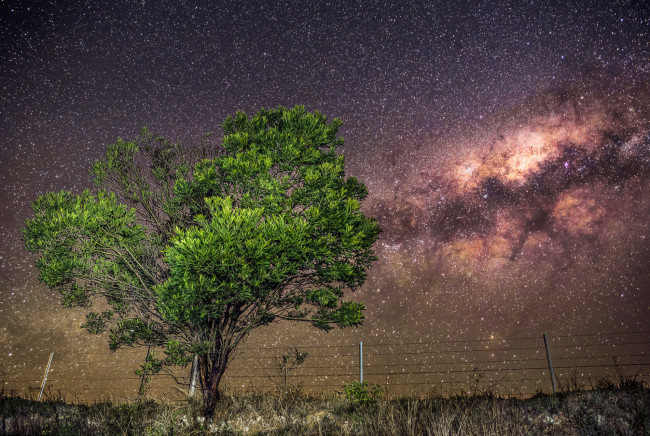 Обои картинки фото природа, деревья, ночь