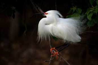 Картинка животные цапли +выпи белая птица дерево цапля
