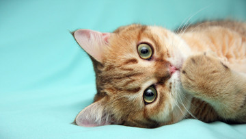 Картинка животные коты кот рыжий лапа