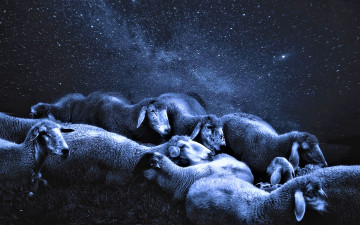 обоя животные, овцы,  бараны, отара, небо, звезды