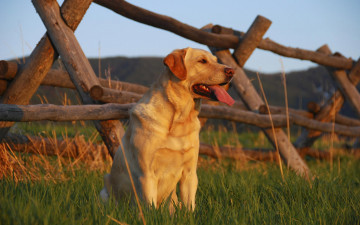 Картинка животные собаки лабрадор трава изгородь