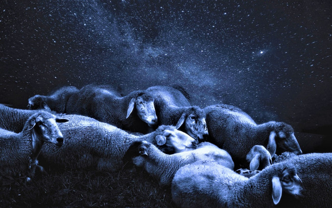 Обои картинки фото животные, овцы,  бараны, отара, небо, звезды