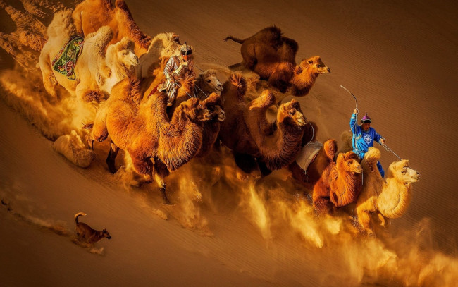 Обои картинки фото животные, верблюды, пустыня