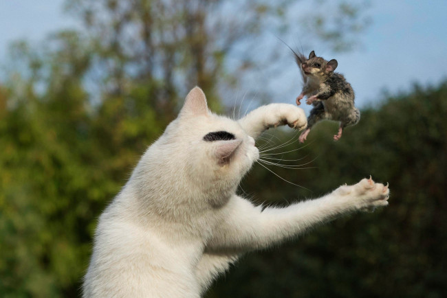 Обои картинки фото животные, разные вместе, мышь, лапы, хищник, жертва, прыжок, фон, поза, кот
