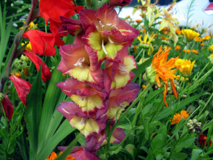 Картинка цветы гладиолусы двухцветный гладиолус