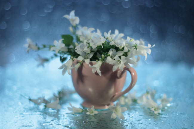 Обои картинки фото цветы, колокольчики, чашка, капли, белые