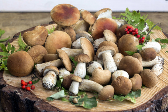 Обои картинки фото еда, грибы,  грибные блюда, пень, рябина, лесные, боровики