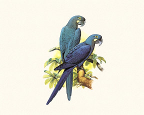 Картинка рисованное животные +птицы +попугаи попугаи пара ветка синие ара