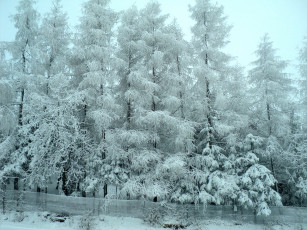 обоя природа, зима, деревья