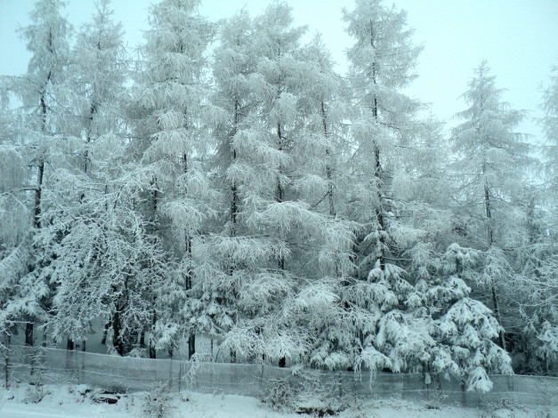 Обои картинки фото природа, зима, деревья