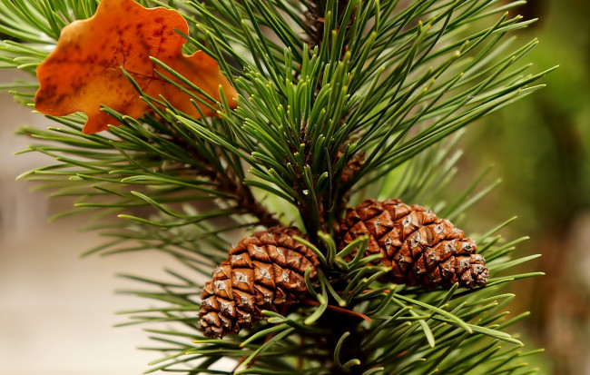 Обои картинки фото природа, деревья, pine, twig, cone