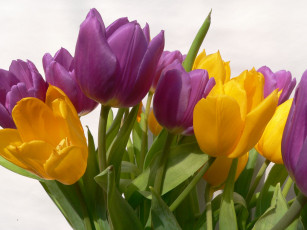 Картинка цветы тюльпаны