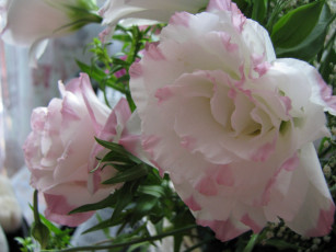 обоя цветы, эустома, бело-розовый