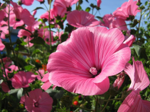 Картинка цветы лаватера розовый