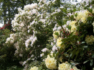 Картинка цветы рододендроны азалии азалия кусты