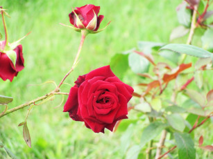 обоя цветы, розы, красный