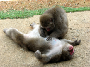 Картинка животные обезьяны макака