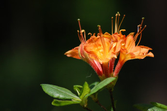 Картинка цветы рододендроны азалии лето