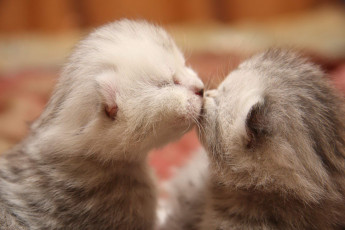Картинка животные коты котята поцелуй