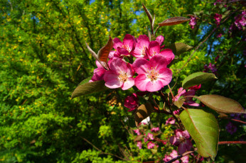 Картинка цветы цветущие деревья кустарники цветение соцветие весна листья ветка лепестки макро