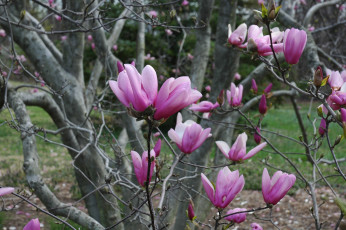 обоя цветы, магнолии, magnolia