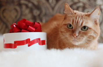 Картинка животные коты рыжий кот конфеты raffaello котэ