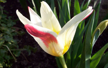 Картинка цветы тюльпаны трехцветный тюльпан