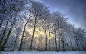 Картинка природа зима деревья снег пейзаж