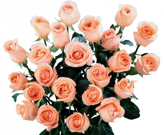 Обои картинки фото цветы, розы, розовый, много