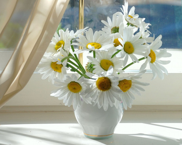 Обои картинки фото цветы, ромашки, ваза, букет, подоконник