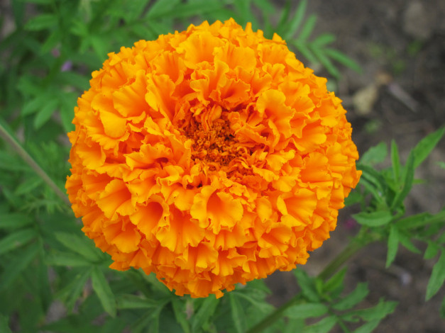 Обои картинки фото цветы, бархатцы, оранжевый