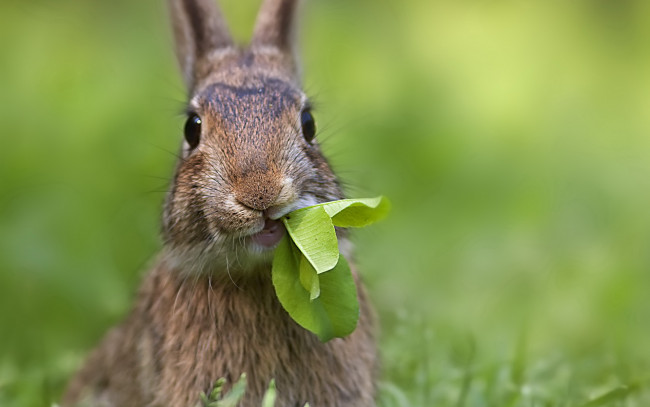 Обои картинки фото животные, кролики, зайцы, лист