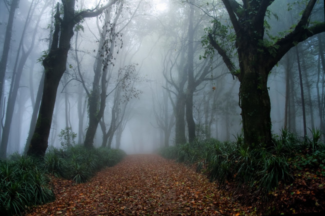 Обои картинки фото природа, дороги, туман, деревья