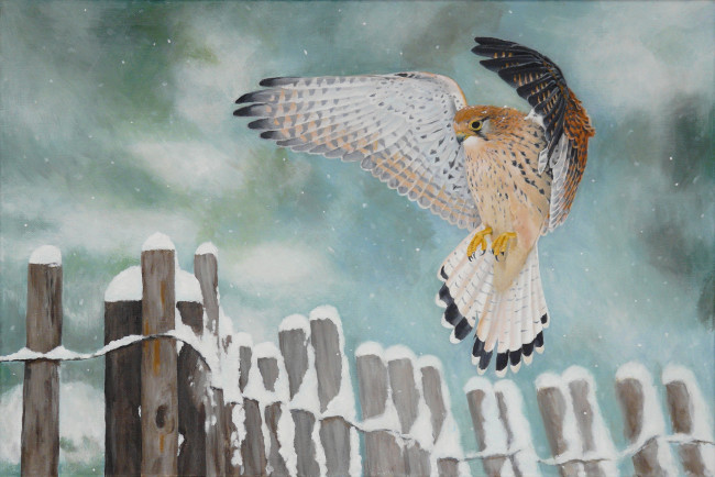 Обои картинки фото рисованные, животные, птицы, забор, птица, пустельга, снег
