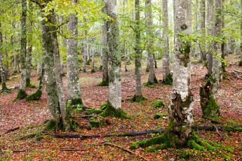 Картинка природа лес корни
