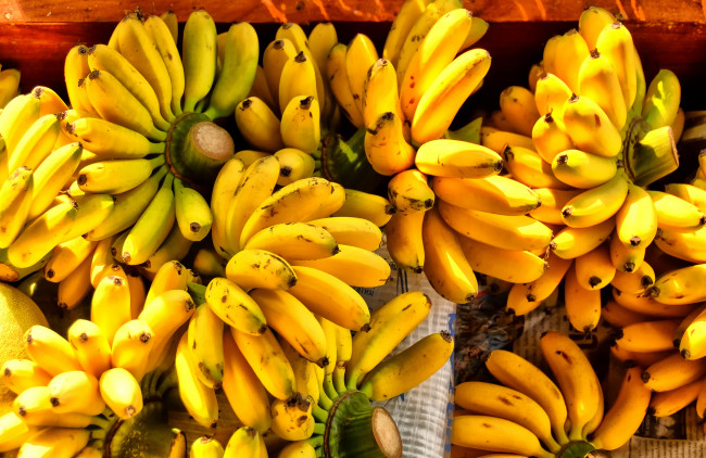 Обои картинки фото еда, бананы, гроздья