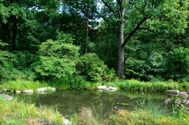 Обои картинки фото ботанический сад нью-йорк, природа, парк, деревья, пруд, сад, трава, кусты