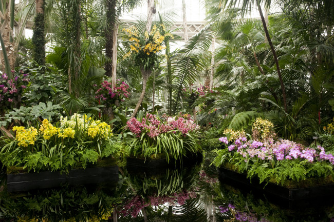 Обои картинки фото ботанический сад нью йорк, природа, парк, сад, цветы, орхидеи, сша