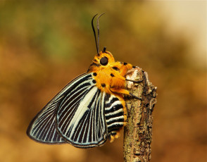 Картинка животные бабочки +мотыльки +моли усики крылья коричневая бабочка насекомое макро itchydogimages