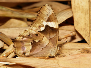 Картинка животные бабочки +мотыльки +моли крылья узор усики бабочка макро itchydogimages